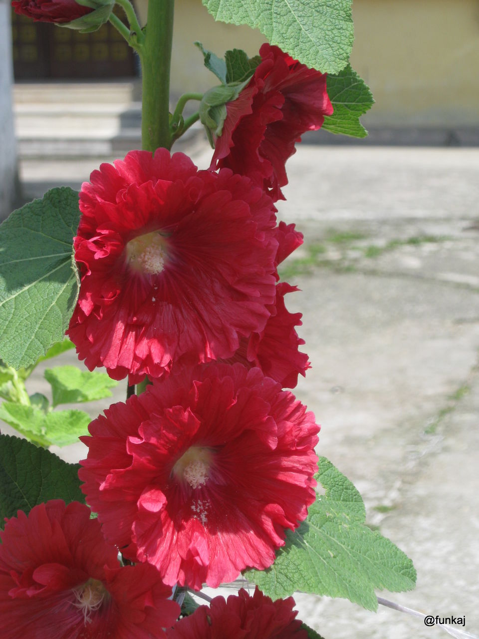 Photo of Sikkim With Love 23/35 by funkaj