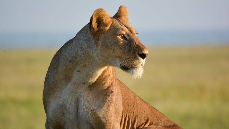 Photo of 9-DAYS PHOTOGRAPHIC SAFARIS NORTHERN TANZANIA 1/1 by ExpectinAfrica