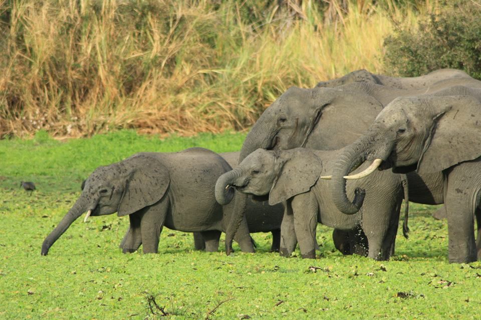 Photo of 7 DAYS -SAFARIS TARANGIRE SERENGETI NGORONGORO CRATER & LAKE MANYARA 1/2 by Expect In Africa Safari