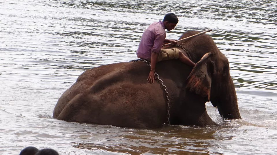 Photo of Dubare Elephant Camp, Nanjarayapatna, Karnataka, India by Megha Goel
