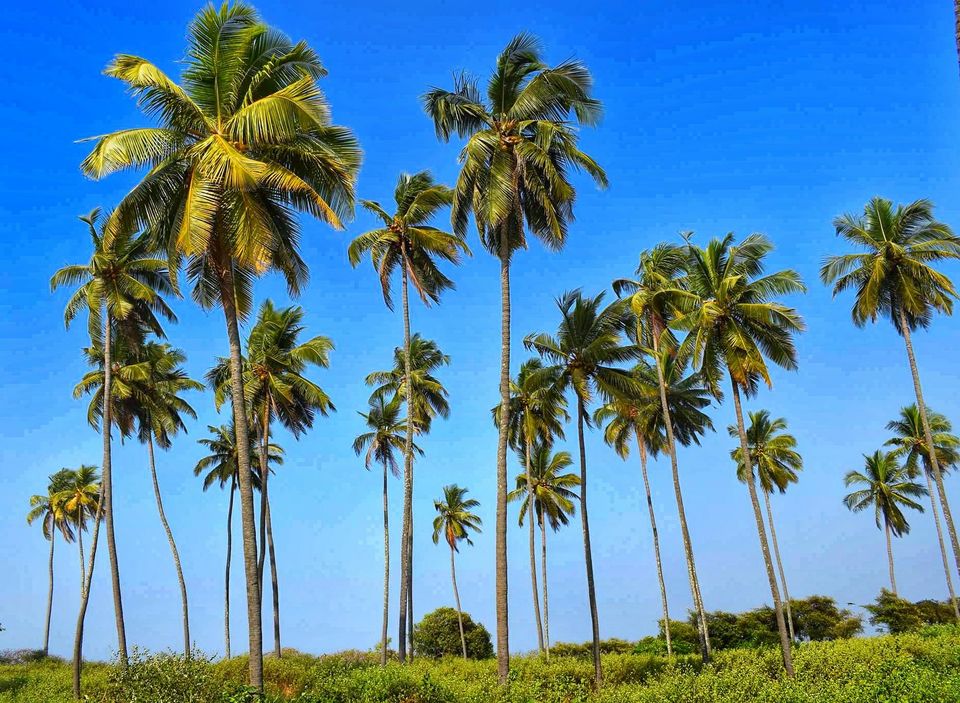 Photo of A day in Udupi 1/10 by Megha Goel