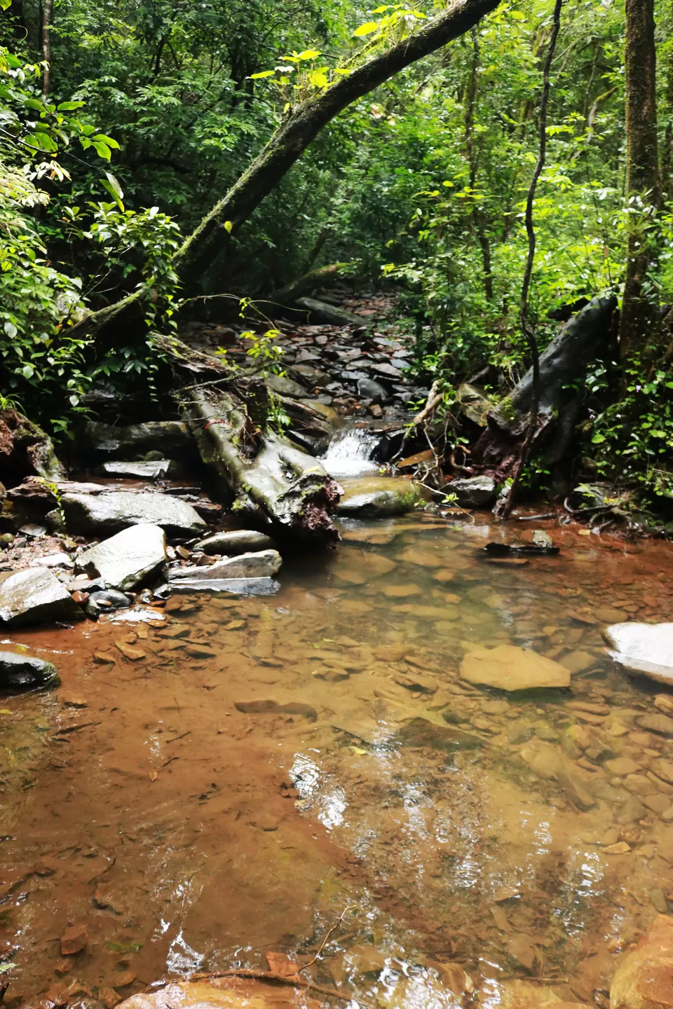 Photo of Kudremukh, Karnataka, India by Mouna Nanaiah