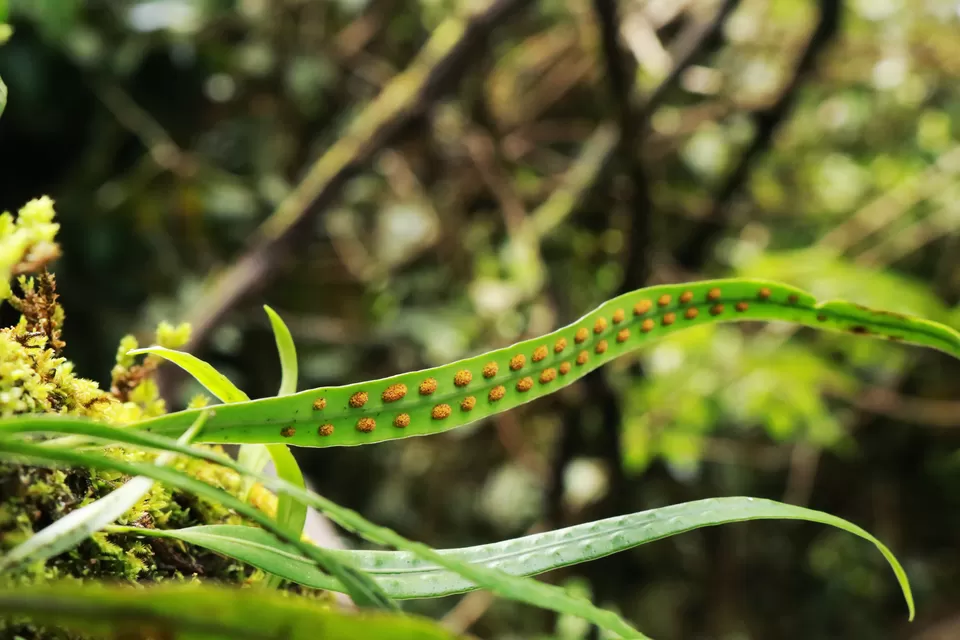 Photo of Kudremukh, Karnataka, India by Mouna Nanaiah