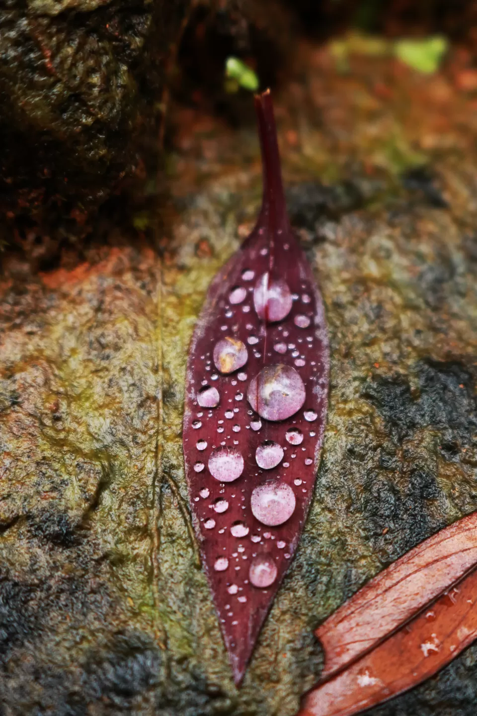 Photo of Kudremukh, Karnataka, India by Mouna Nanaiah
