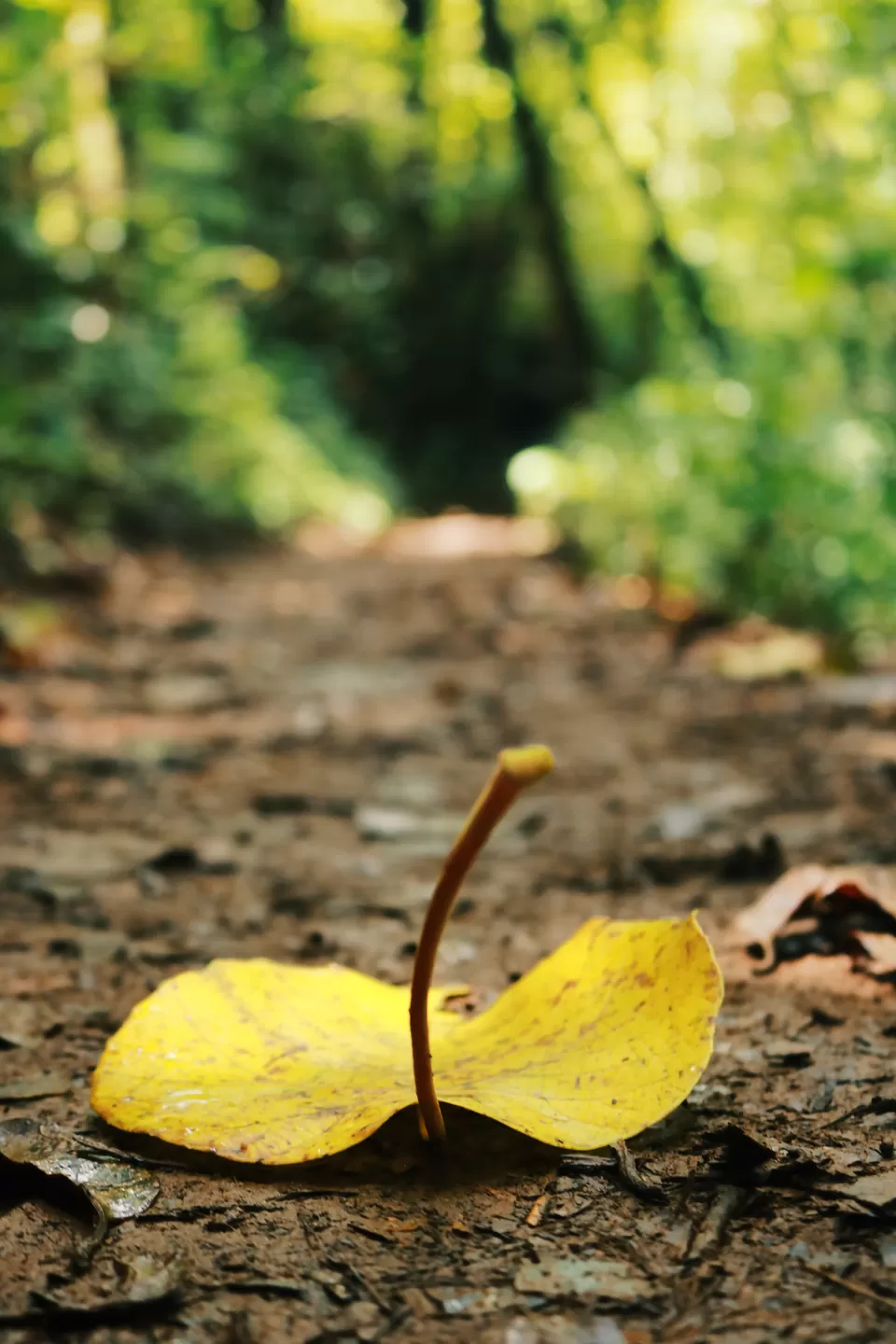Photo of Kudremukh, Karnataka, India by Mouna Nanaiah