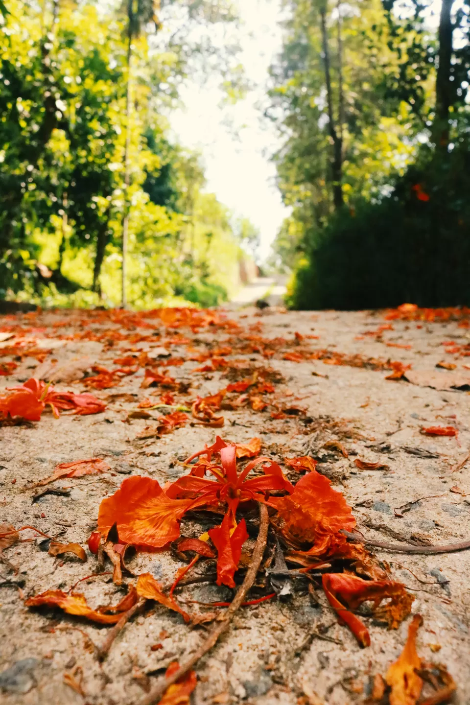 Photo of Rajakkad, Kerala, India by Mouna Nanaiah