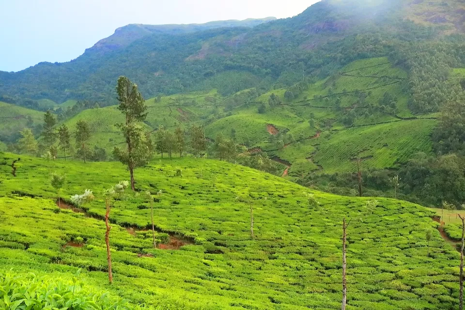 Photo of Mattupetty, Kerala, India by Mouna Nanaiah