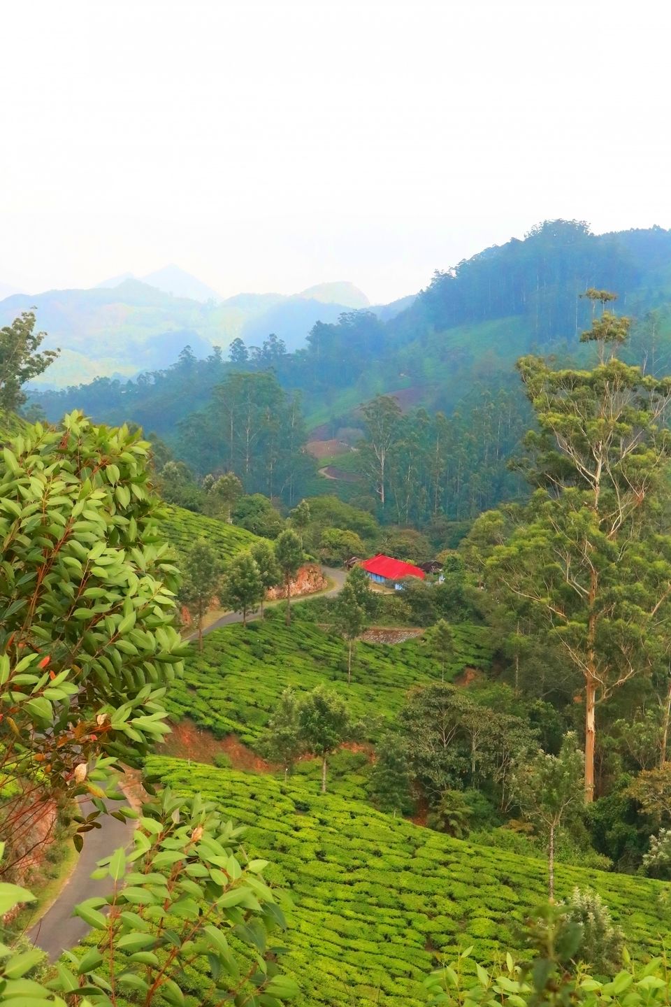 Photo of Mattupetty, Kerala, India by Mouna Nanaiah