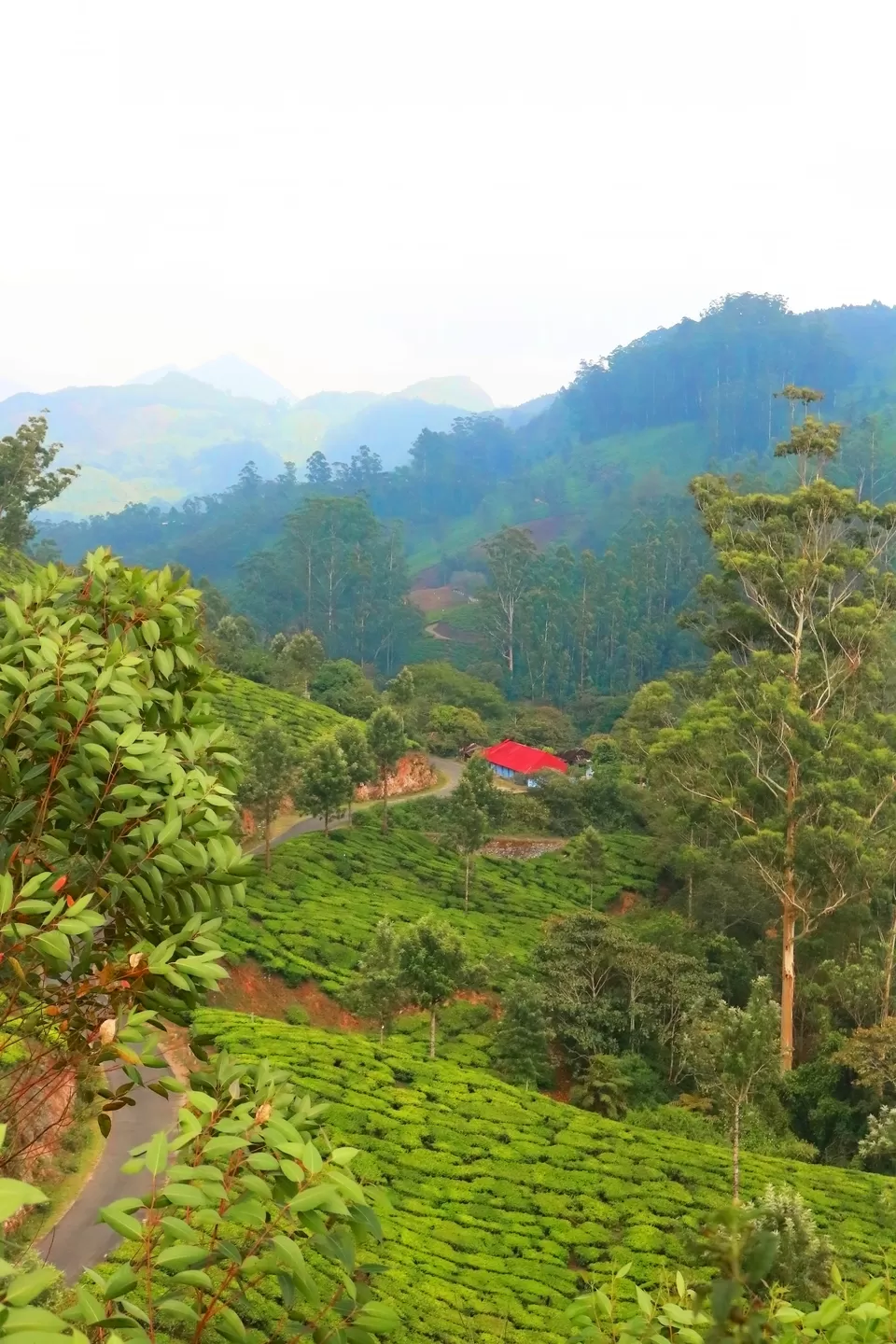Photo of Mattupetty, Kerala, India by Mouna Nanaiah