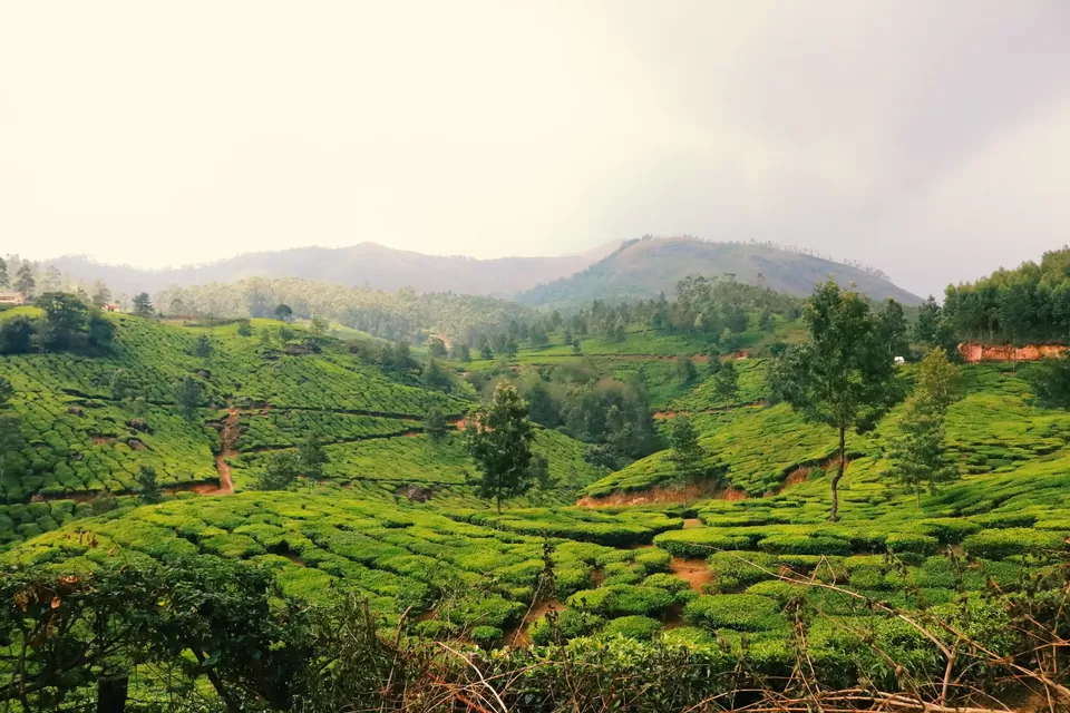 Photo of Mattupetty, Kerala, India by Mouna Nanaiah