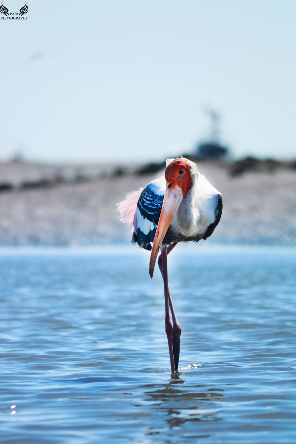 Photo of Mandvi Beach, Mandvi, Gujarat, India by Mouna Nanaiah