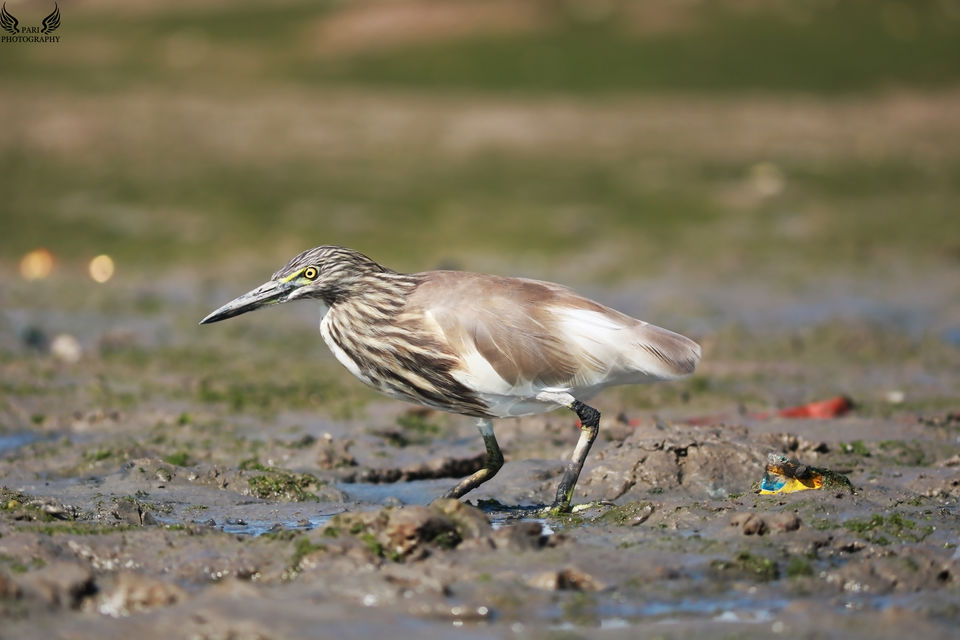 Photo of Mandvi Beach, Mandvi, Gujarat, India by Mouna Nanaiah