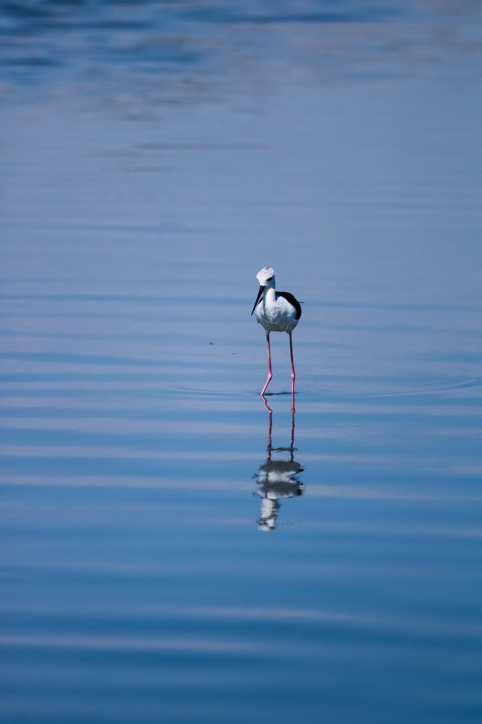 Photo of Mandvi Beach, Mandvi, Gujarat, India by Mouna Nanaiah