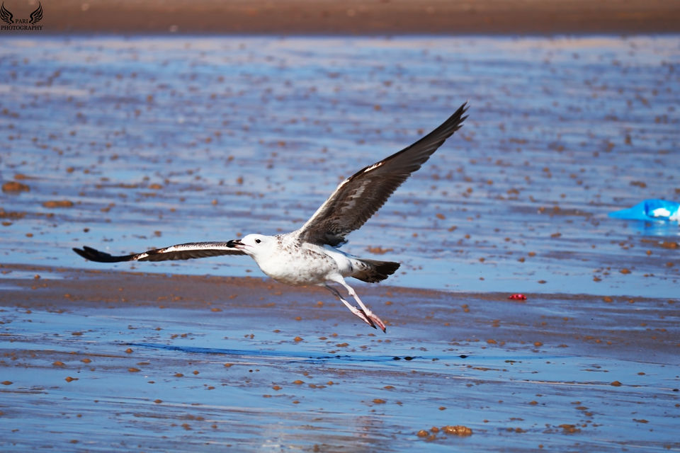 Photo of Mandvi Beach, Mandvi, Gujarat, India by Mouna Nanaiah