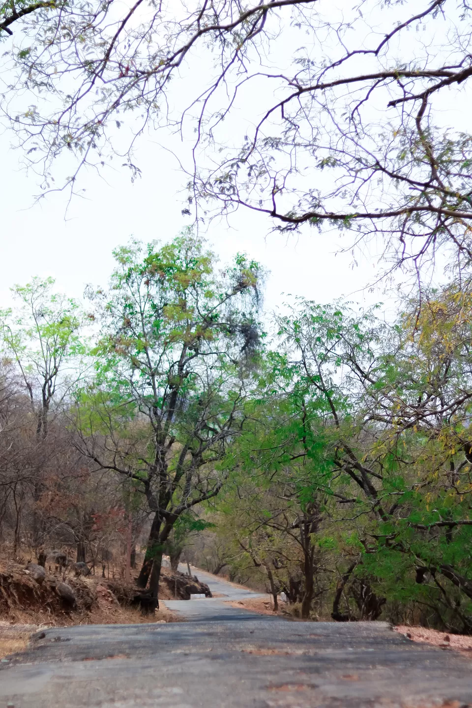 Photo of Savandurga Hill, Ramanagara, Karnataka, India by Mouna Nanaiah
