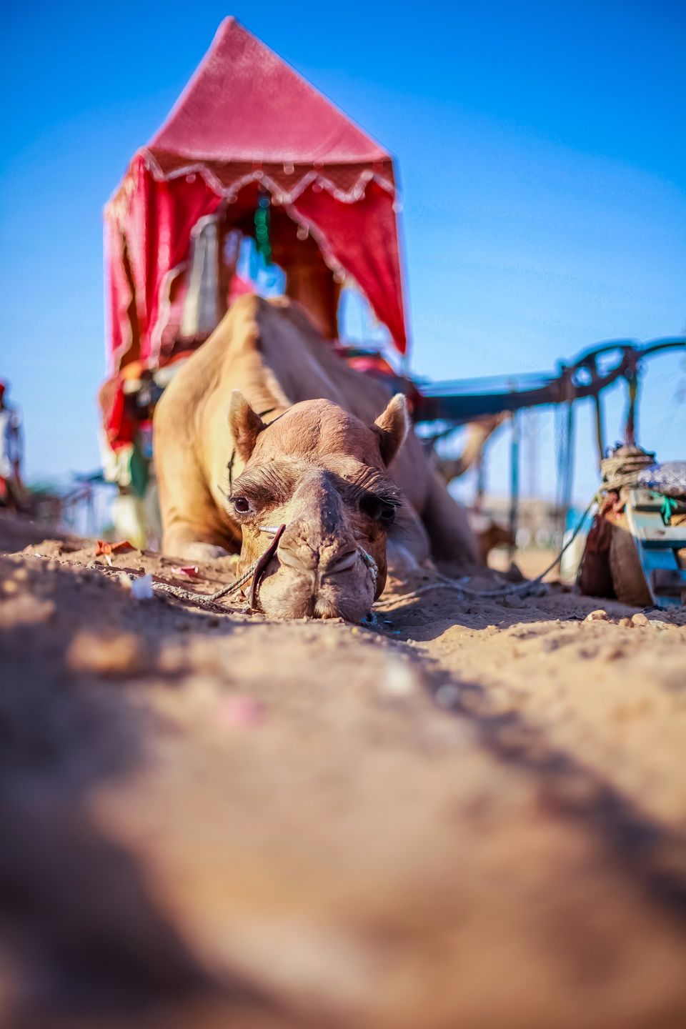 Photo of Pushkar, Rajasthan, India by Mouna Nanaiah