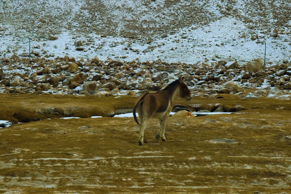 Photo of Leh - A guide to unravel the land of high passes that locks down in winter by Mouna Nanaiah