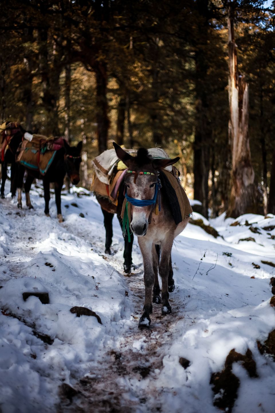 Photo of Chamoli, Uttarakhand, India by Mouna Nanaiah