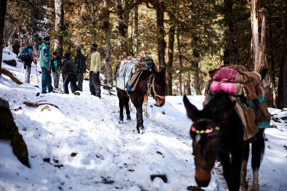 Photo of Chamoli, Uttarakhand, India by Mouna Nanaiah