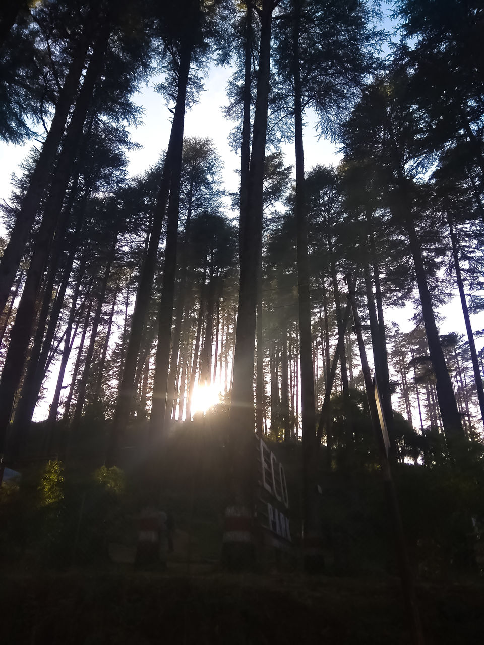Photo of Dhanolti, Uttarakhand, India by Mouna Nanaiah