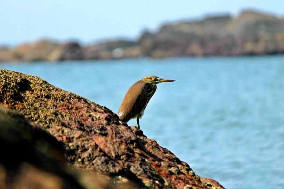 Photo of Gokarna, Karnataka, India by Mouna Nanaiah