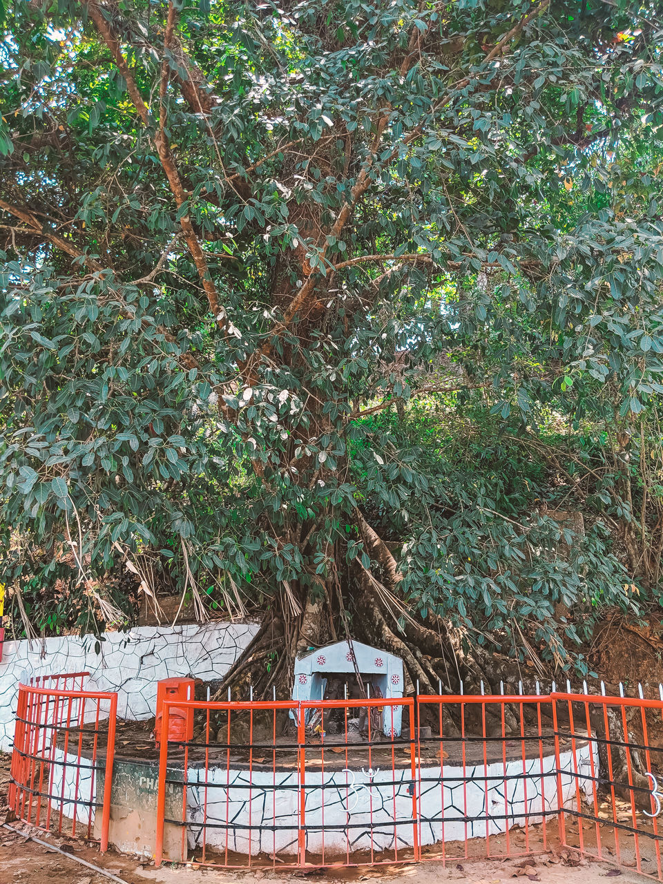 Photo of The Bizarre Legend of the Growing Chain on a Ficus Tree! by Mouna Nanaiah