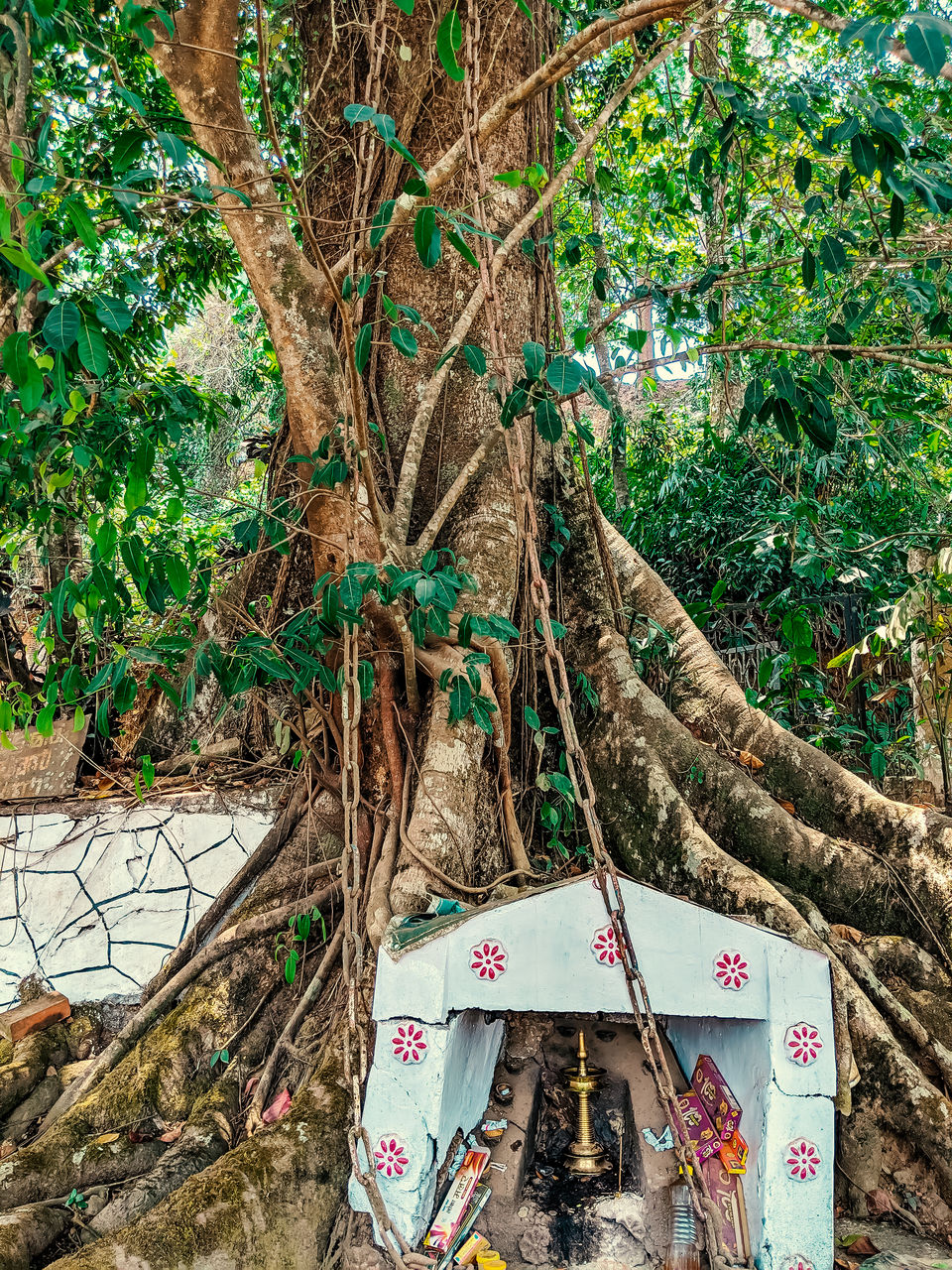 Photo of The Bizarre Legend of the Growing Chain on a Ficus Tree! by Mouna Nanaiah
