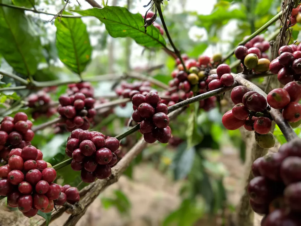 Photo of Coorg, Karnataka, India by Mouna Nanaiah