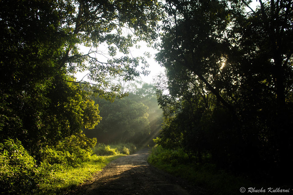 Photo of A night time adventure in the forests of South India 1/4 by Rhucha Kulkarni