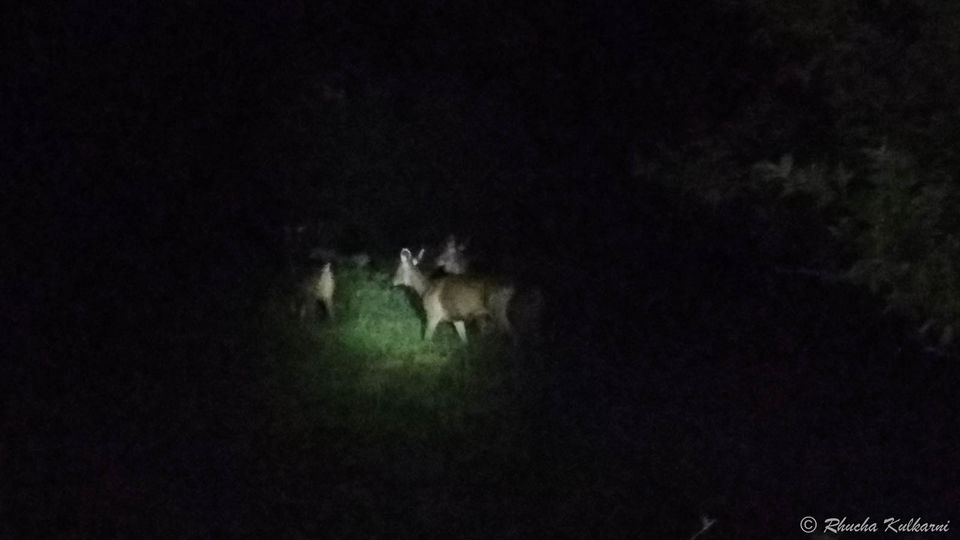 Photo of A night time adventure in the forests of South India 3/4 by Rhucha Kulkarni