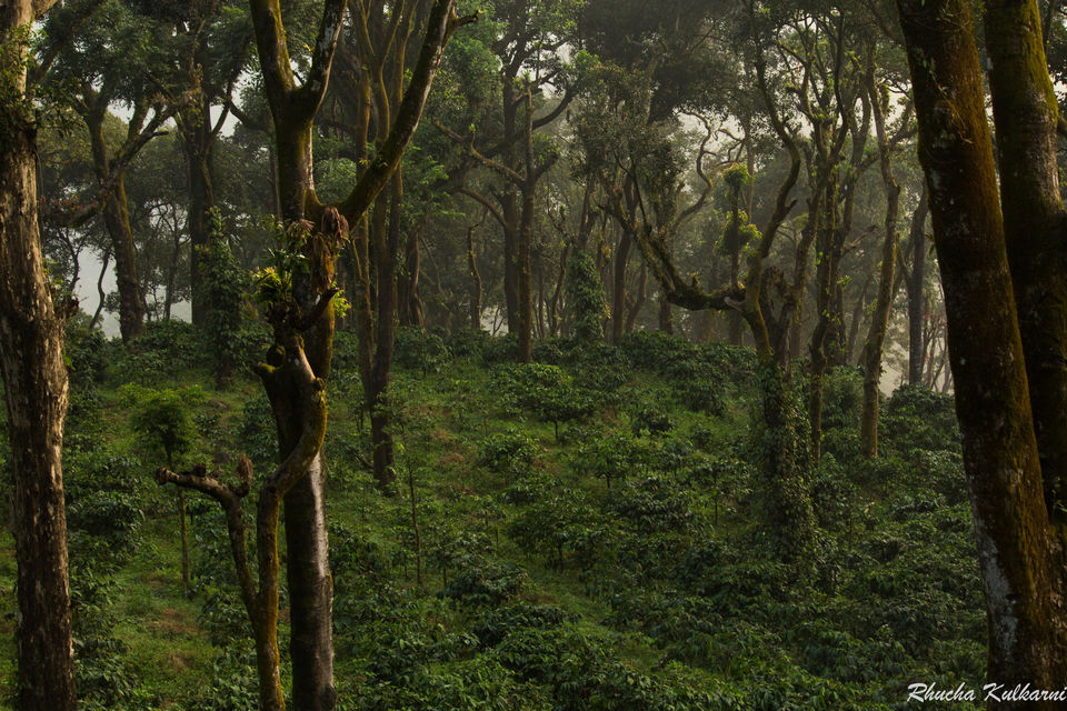 Photo of Courting the Coffee Trails of Coorg 2/3 by Rhucha Kulkarni