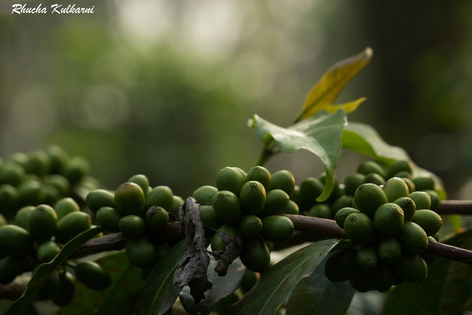 Photo of Courting the Coffee Trails of Coorg 3/3 by Rhucha Kulkarni