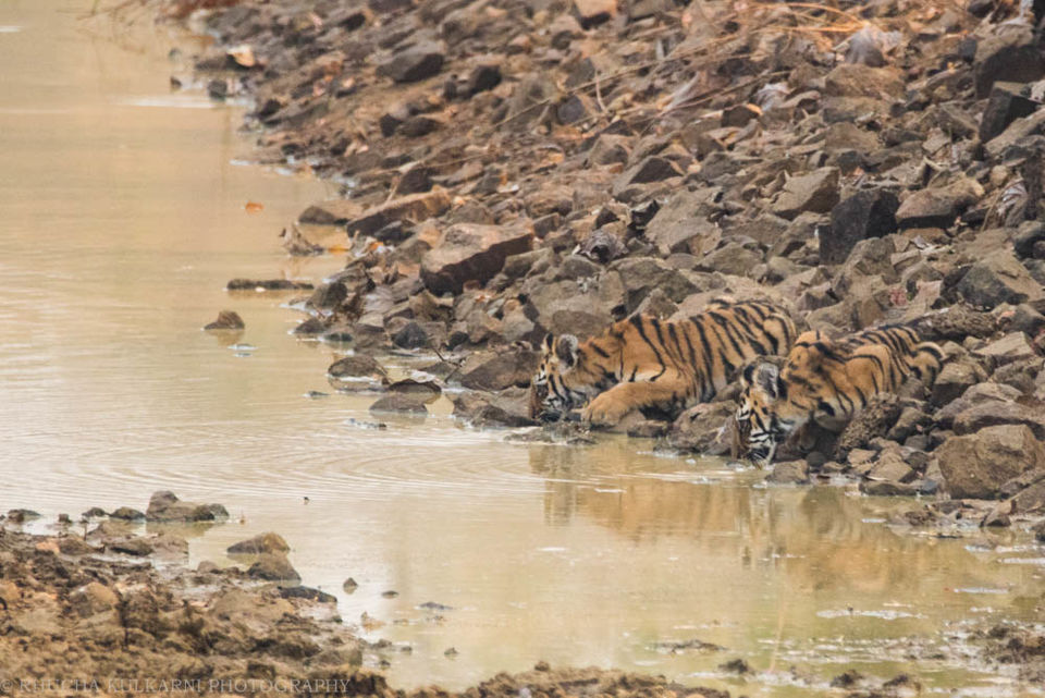 Photo of The Wild Ramp walker of Tadoba 2/3 by Rhucha Kulkarni