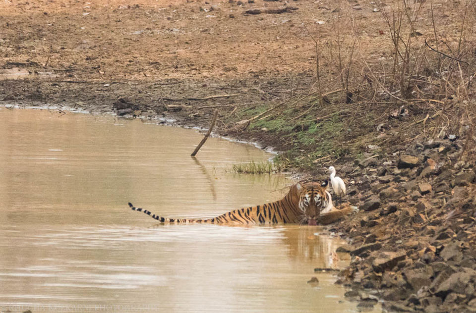 Photo of The Wild Ramp walker of Tadoba 3/3 by Rhucha Kulkarni