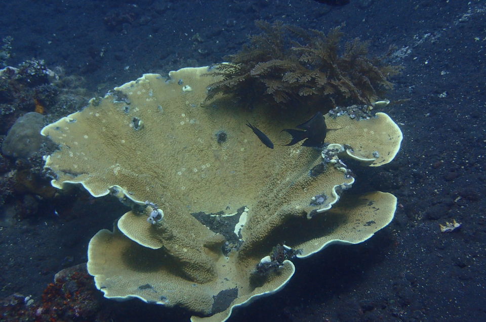 Photo of Top Places to Dive in Bali ! 3/3 by Rhucha Kulkarni