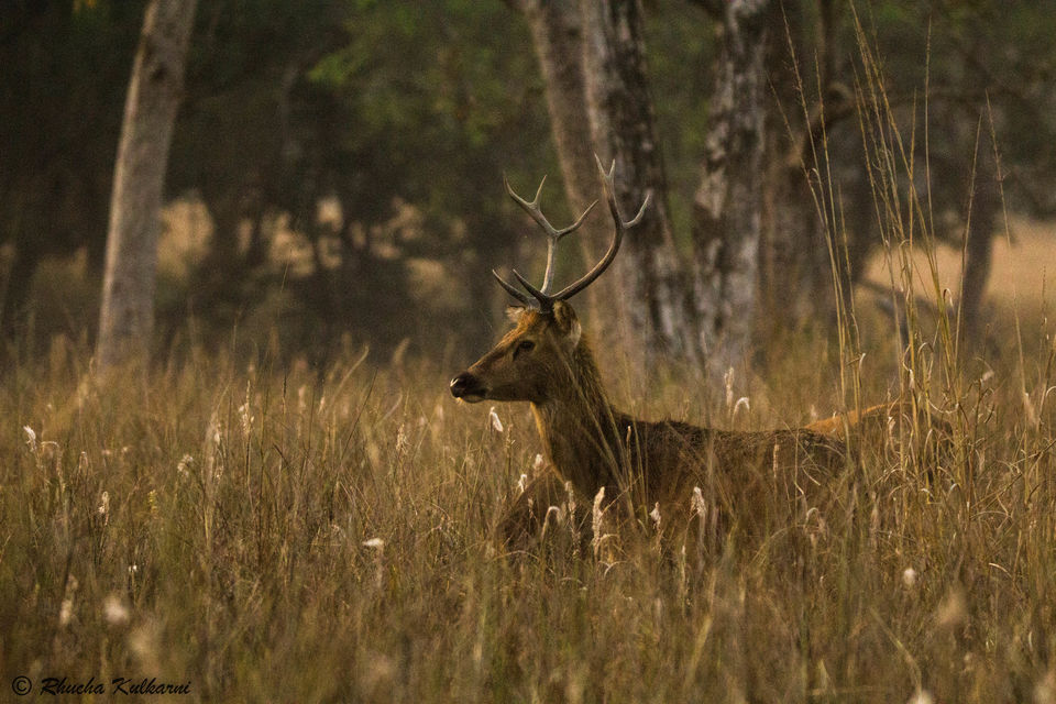 Photo of All You Need to Know About Kanha National Park 3/6 by Rhucha Kulkarni