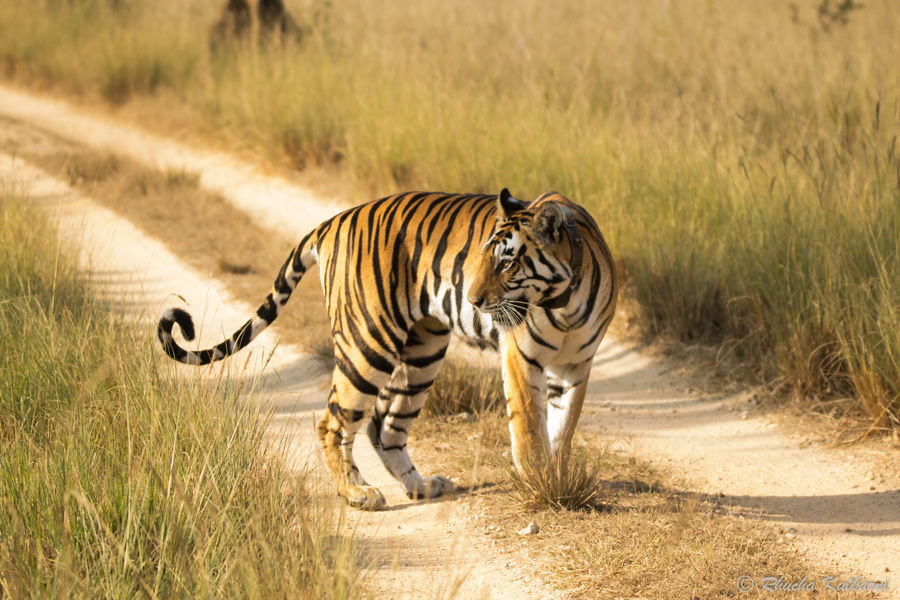 Photo of All You Need to Know About Kanha National Park by Rhucha Kulkarni