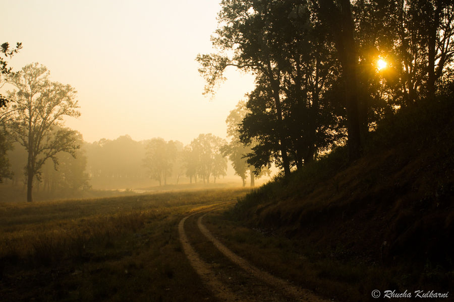 Photo of All You Need to Know About Kanha National Park 2/6 by Rhucha Kulkarni