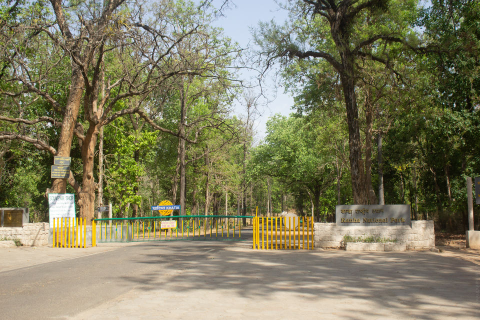 Photo of A Roaring Invite to Kanha Tiger Reserve 1/11 by Rhucha Kulkarni