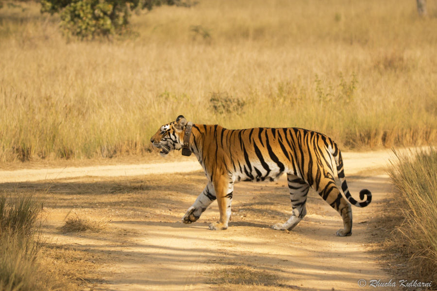 Photo of A Roaring Invite to Kanha Tiger Reserve 10/11 by Rhucha Kulkarni