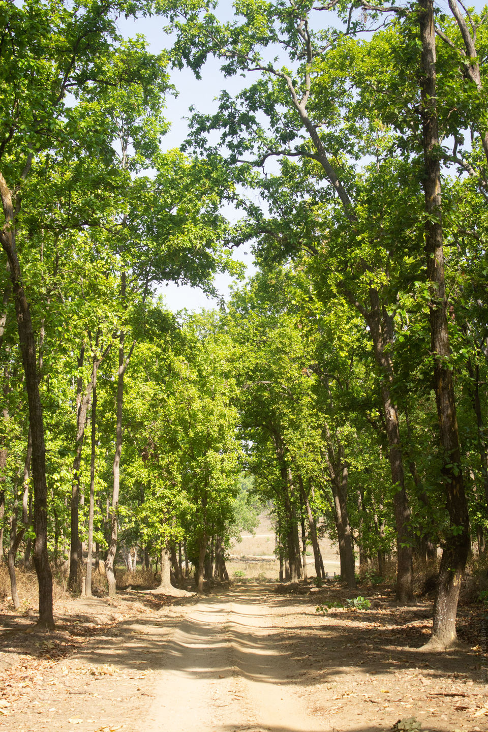 Photo of A Roaring Invite to Kanha Tiger Reserve 2/11 by Rhucha Kulkarni