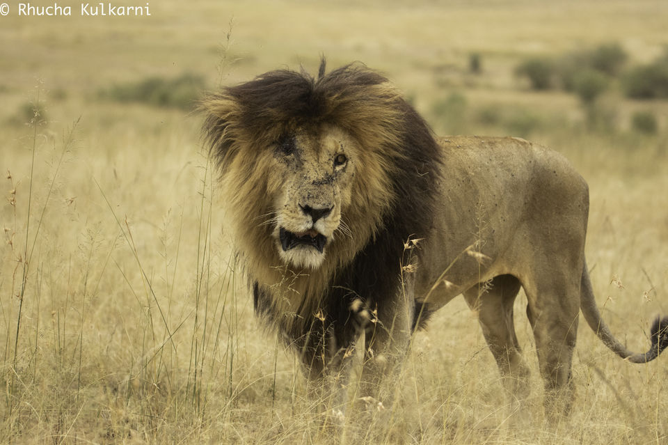 Meeting the Undisputed King of Masai Mara: Scar-face, the Lion - Tripoto