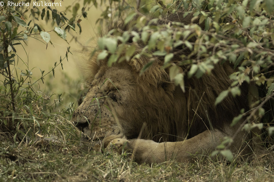 Meeting the Undisputed King of Masai Mara: Scar-face, the ...