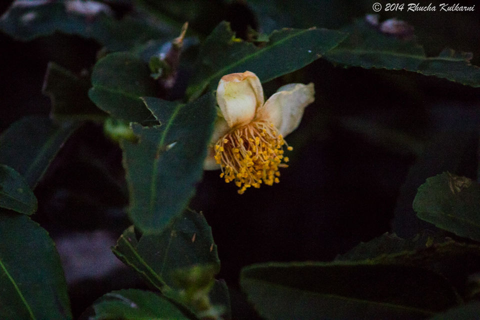 Photo of TRYST WITH THE TEA CAPITAL...Day 10 of Solo Sojourn to Himachal ..Palampur Diaries 4/4 by Rhucha Kulkarni