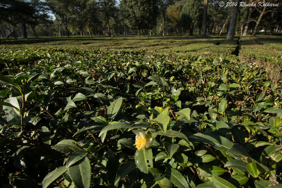 Photo of Day 11 of Solo Sojourn.. Palampur n Tranquil Tea trails ... 2/4 by Rhucha Kulkarni