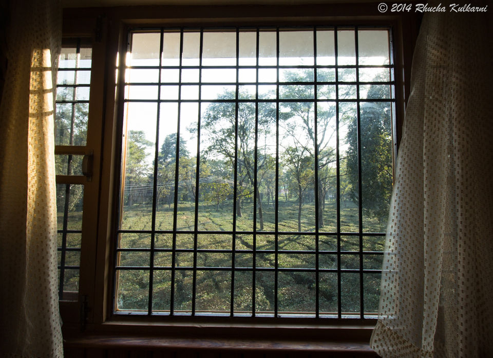 Photo of Day 11 of Solo Sojourn.. Palampur n Tranquil Tea trails ... 4/4 by Rhucha Kulkarni