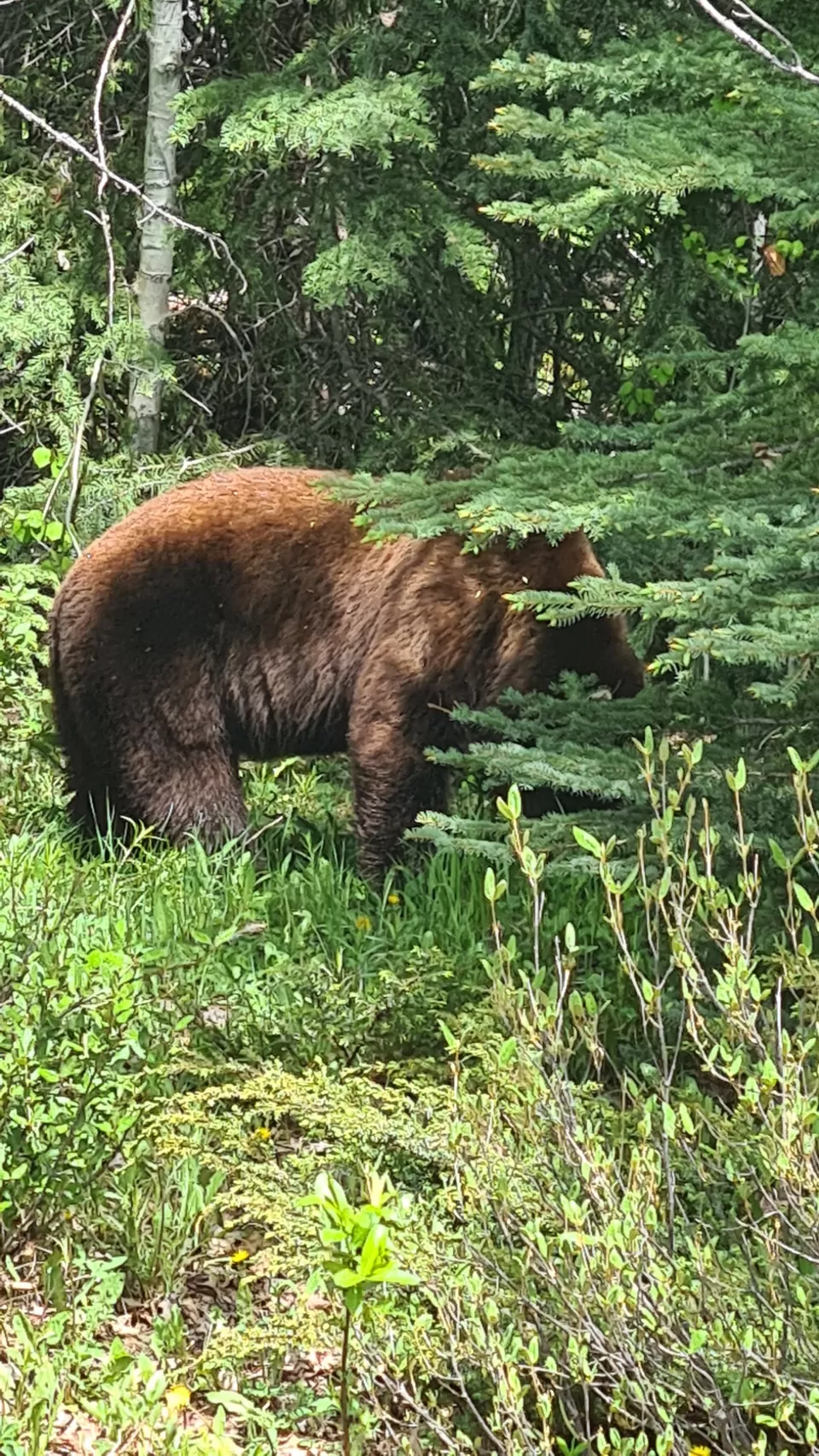 Photo of 4Day Banff/Jasper itinerary by Smridhi Aggarwal