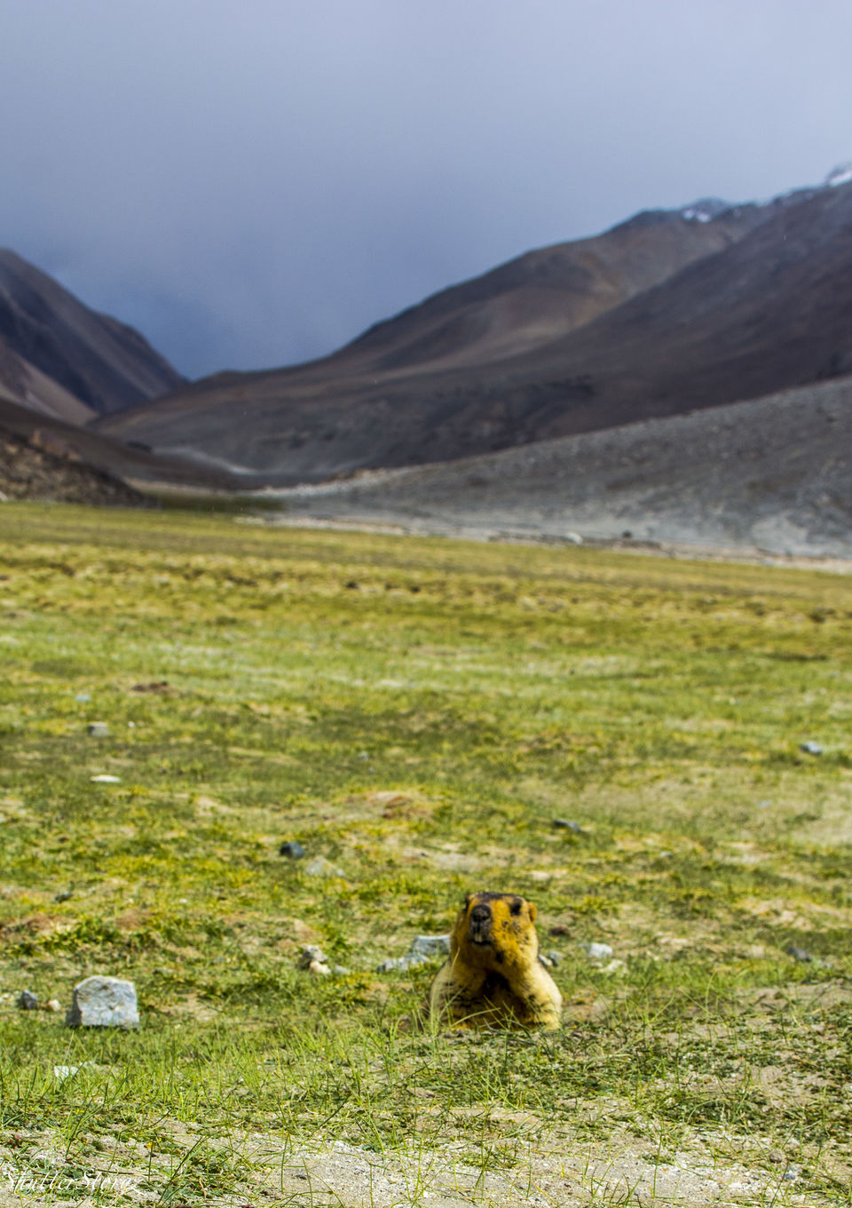 Photo of Roof of India - Ladakh, once again by Kripa