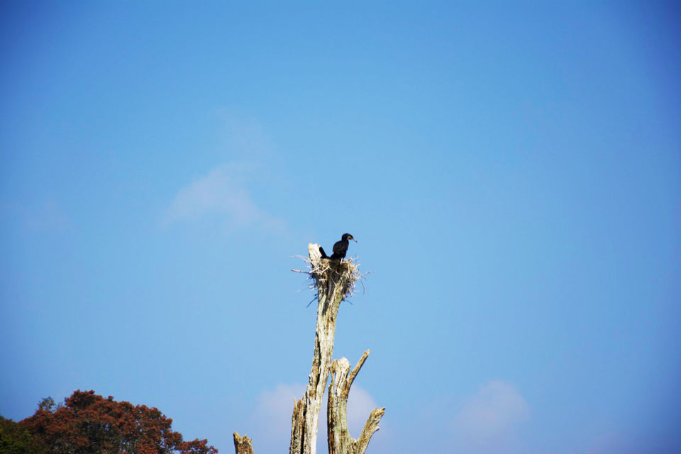 Photo of Periyar Tiger Reserve, Thekkady, Kumily, Kerala, India by Shutter.Storyz