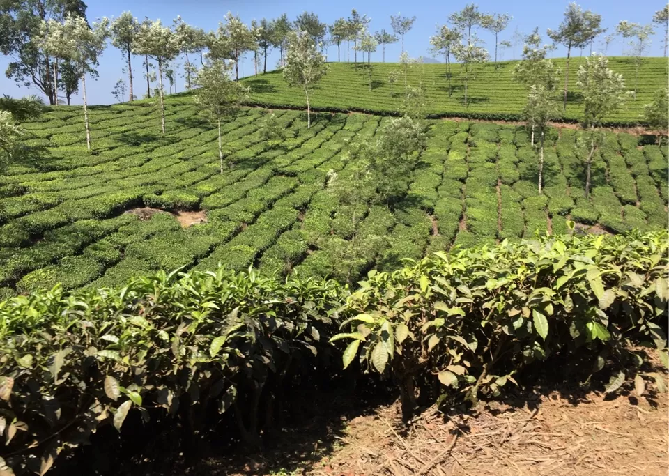 Photo of Nature Zone Resort, Munnar, Kerala, India by Shutter.Storyz